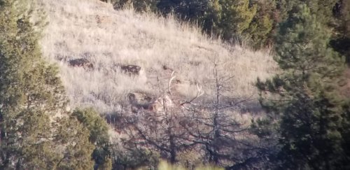 elk live.jpg