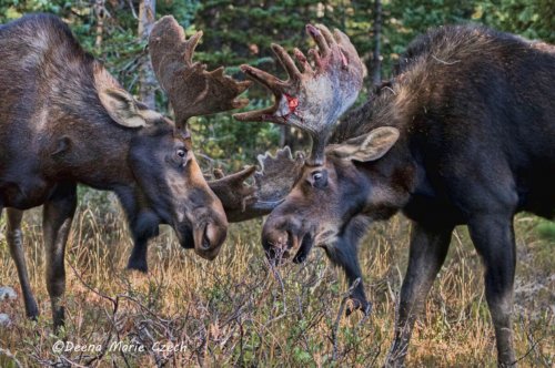 Bullwinkle DMC 6.jpg Bullwinkle DMC 6.jpg