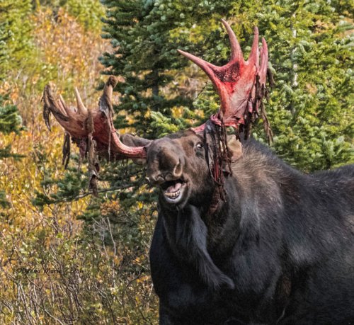 Bullwinkle DMC 12.jpg Bullwinkle DMC 12.jpg