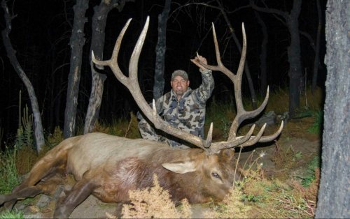NM elk 1.jpg