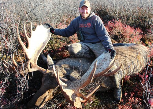 Nice alaskan bull.JPG Nice alaskan bull.JPG
