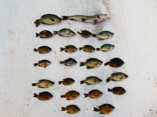 Catch from Johnson, Crooked, Green, and Deer Lakes.JPG Catch from Johnson, Crooked, Green, and Deer Lakes.JPG