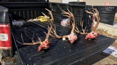deer6.jpg deer6.jpg