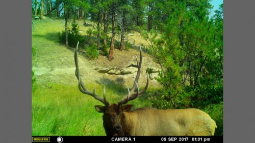 Elk 4.jpg