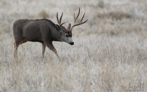 Mule Deer Buck_12_15_19.jpg Mule Deer Buck_12_15_19.jpg