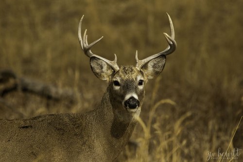 RMA_Whitetail_Web.jpg RMA_Whitetail_Web.jpg