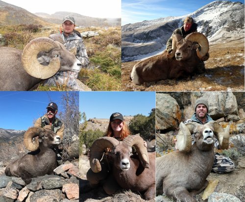Raffle rams.jpg Raffle rams.jpg