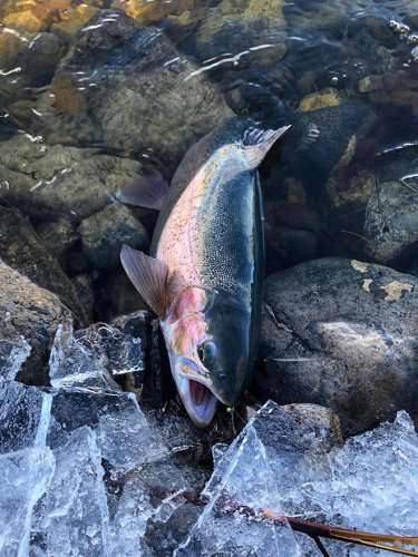 Troy Adams 1-4-2020A.jpg