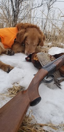 Last Day Gus snoozing birds & Ithaca.jpg