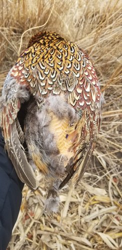 Last Day plucked by Gus Jan 2020.jpg