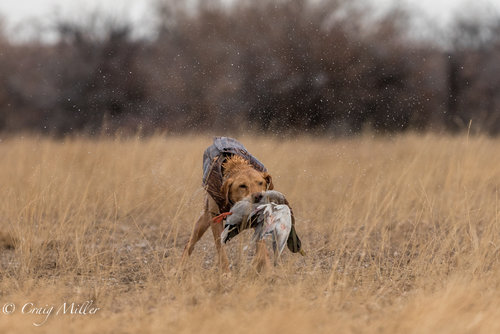 Duck Hunt-1.jpg