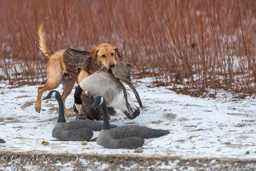 Duck Hunt-2.jpg Duck Hunt-2.jpg