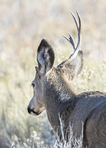 Broken Muley November 2019 a-1723.JPG