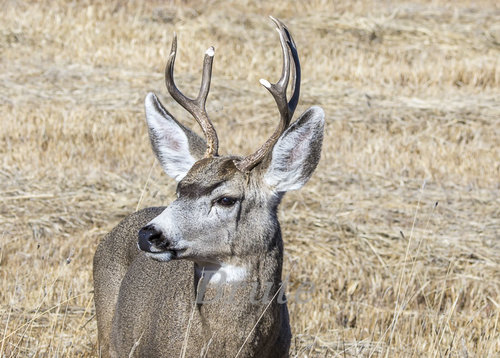 Broken Muley November 2019 a-2703.JPG