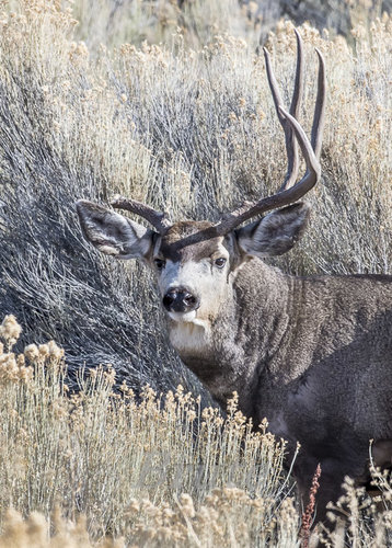 Broken Muley November 2019 a-1748.JPG