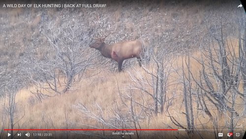 elk.jpg elk.jpg