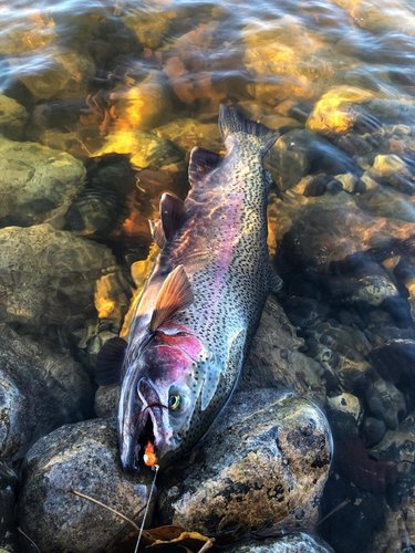 Troy Adams 1-13-2020.jpg