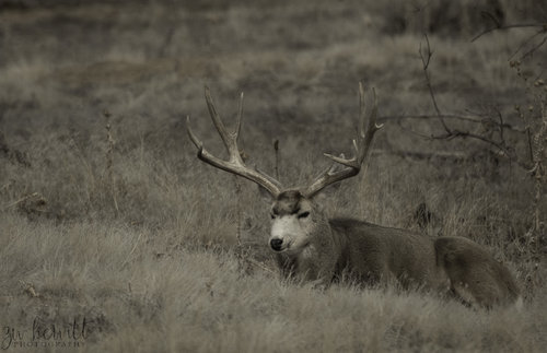 RMA_Muledeer_BigBuck_web.jpg