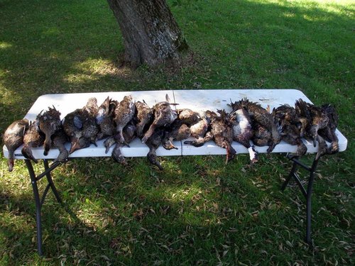 Some95of95the95opening95day95391895ducks.jpg Some95of95the95opening95day95391895ducks.jpg
