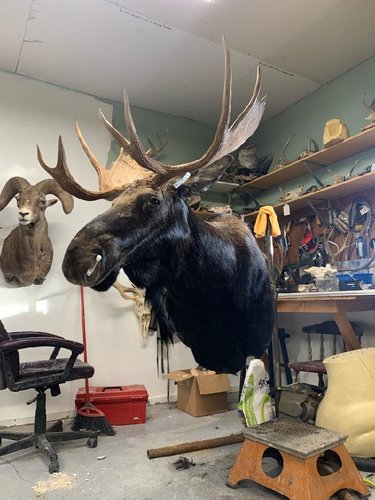 moose mount 1.jpeg