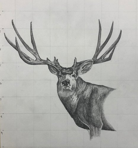 Mule Deer Portrait Grid.jpg