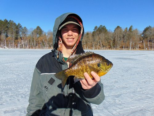 10.5 inch Bluegill Bear Track Lake.JPG