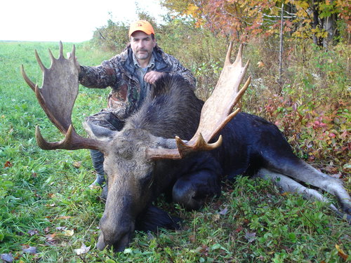 Maine moose 028.JPG