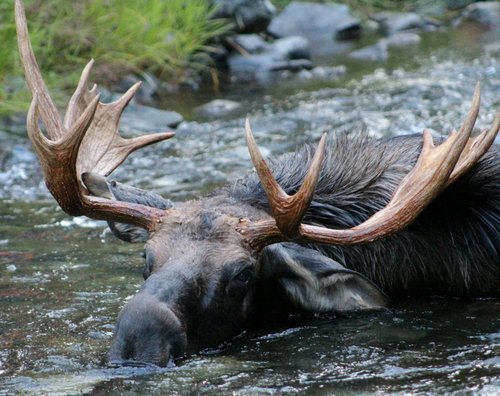 moose.jpeg