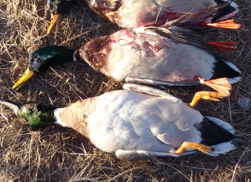 P1010740 hybrid plus banded.jpg P1010740 hybrid plus banded.jpg