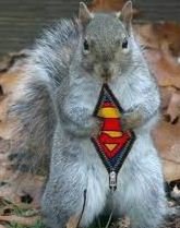 super-squirrel9.jpg