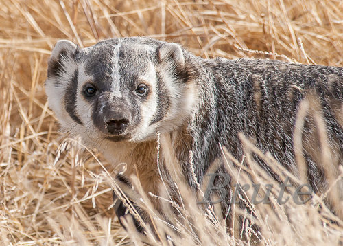 Badger November 2012 a -8816.JPG