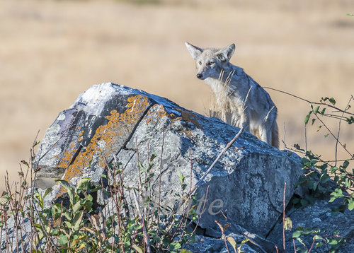 Coyote 2017  a -4256.JPG