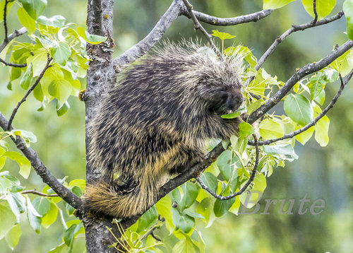 Porcupine June 2019  a-7611.JPG