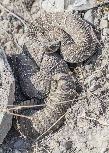 Rattle Snake September 2018  a-0760.JPG