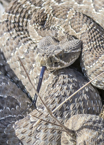 Rattle Snake September 2018   a -0762.JPG