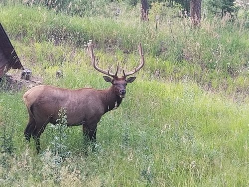 bull.jpg bull.jpg