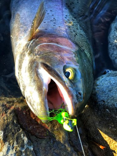 Troy Adams 2-7-20A.jpg