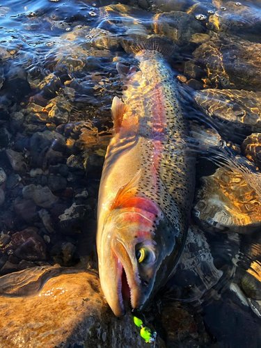 Terri Adams 2-7-20B.jpg