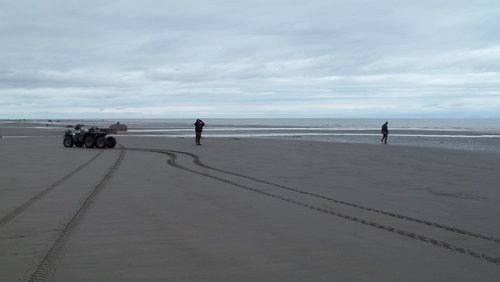 Alaska, seeking clam.JPG Alaska, seeking clam.JPG