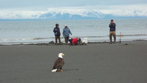 Alaska, compete for clams.JPG