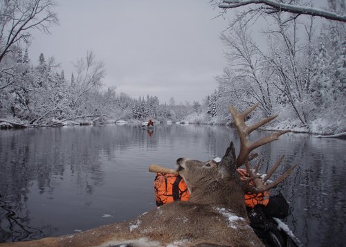 Canoe Deer.jpg