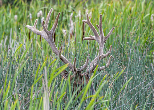 Rocky Mt. Velvet August 2019 a-9564-a.JPG