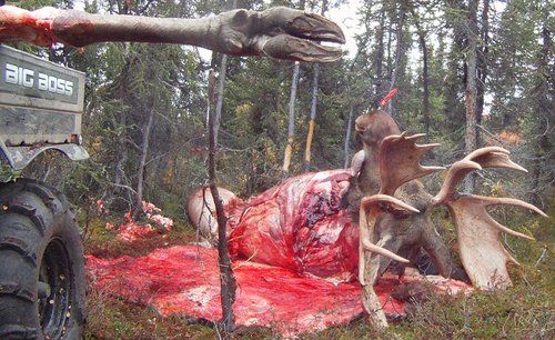 Skinning Moose.JPG