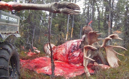 Skinning Moose.JPG