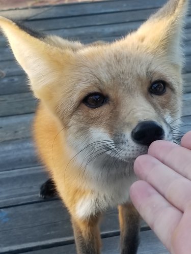 fox.jpg