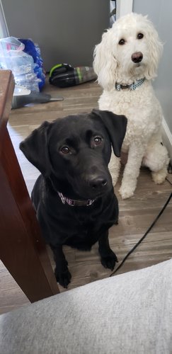 Resized_20191109_113036.jpeg Resized_20191109_113036.jpeg