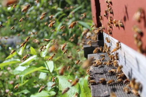 Bee Happy.JPG Bee Happy.JPG