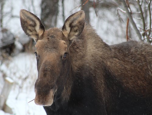young bull moose.jpg