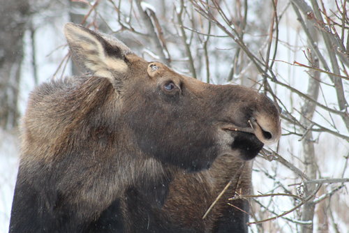 young bull moose 1.JPG