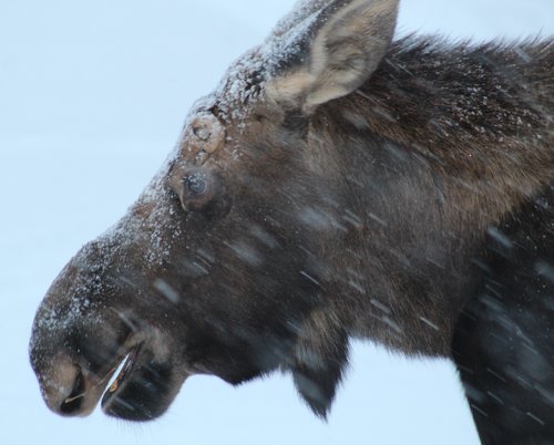 young bull moose 2.JPG